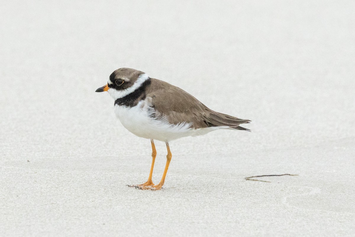 Semipalmated Plover - ML619953051