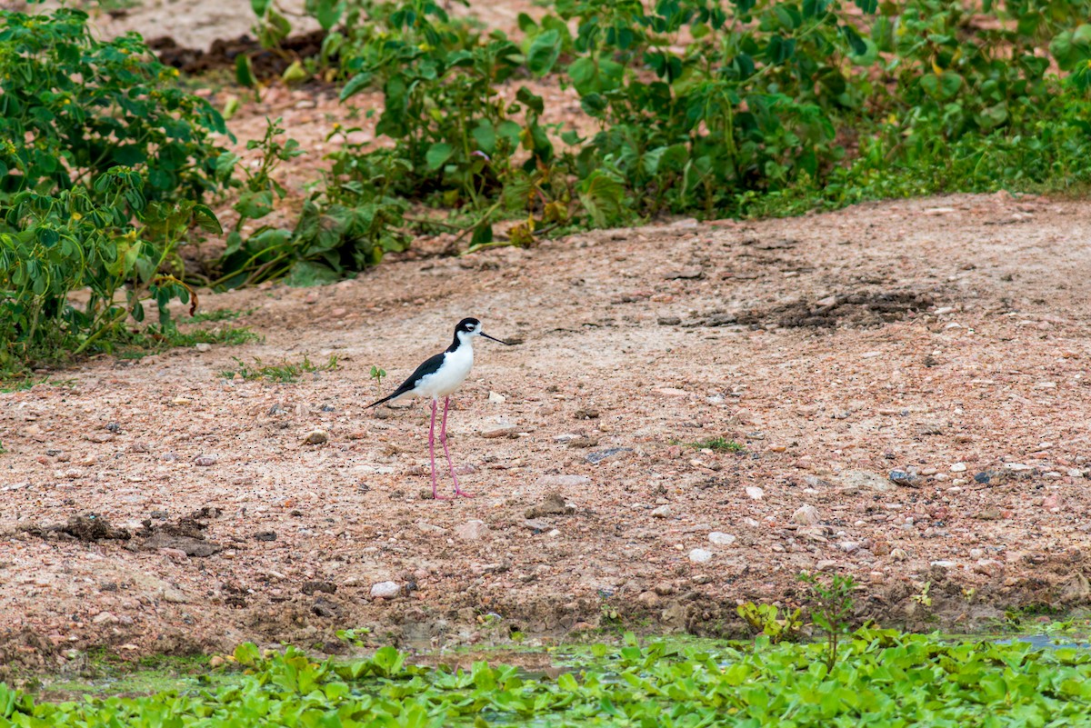 Black-necked Stilt - ML619953059