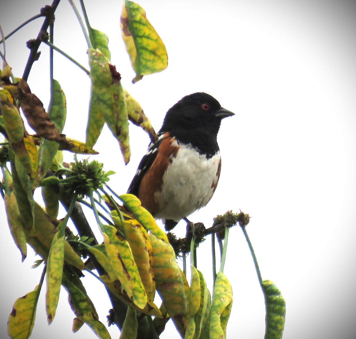 Spotted Towhee - ML619953065