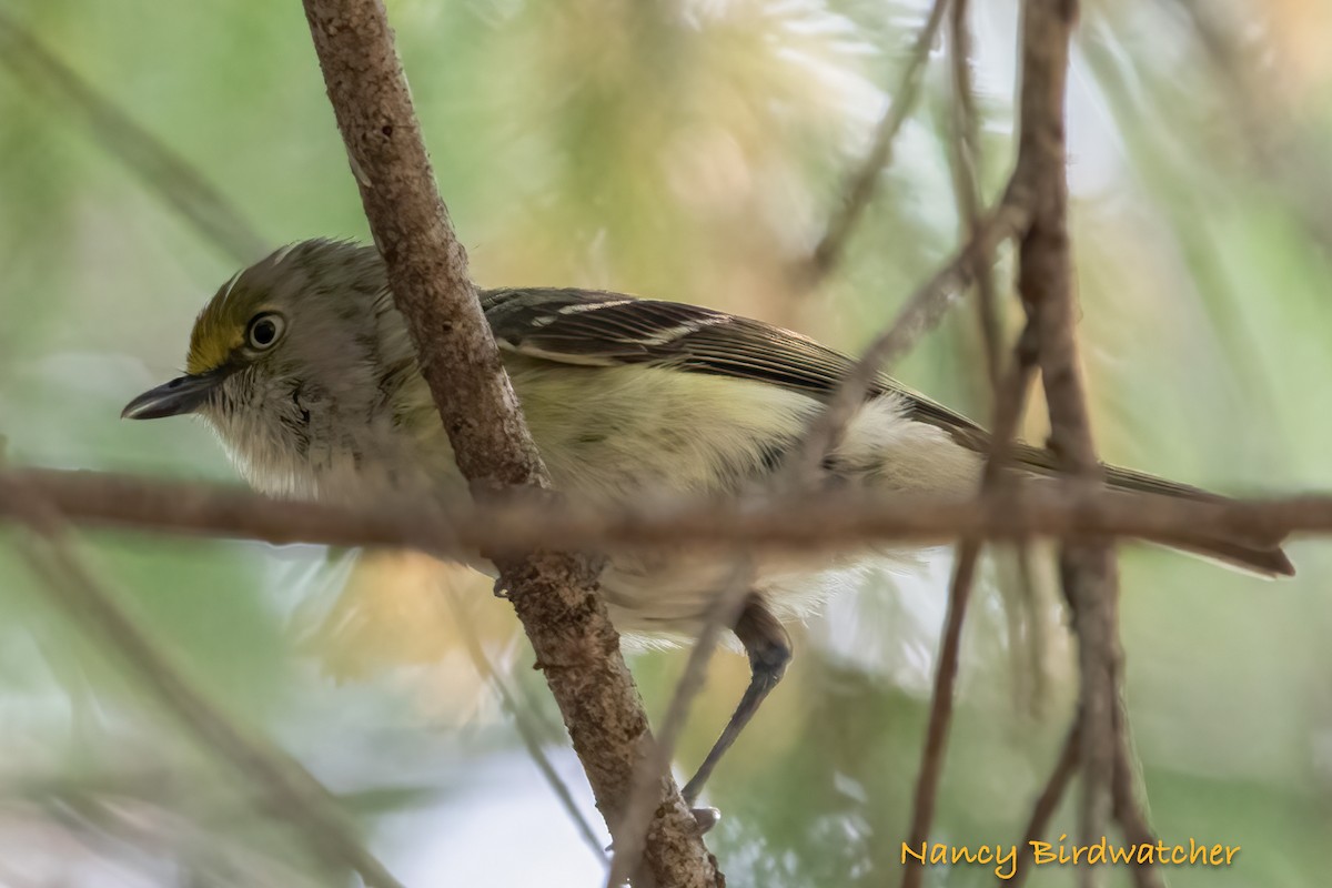 Weißaugenvireo - ML619953100