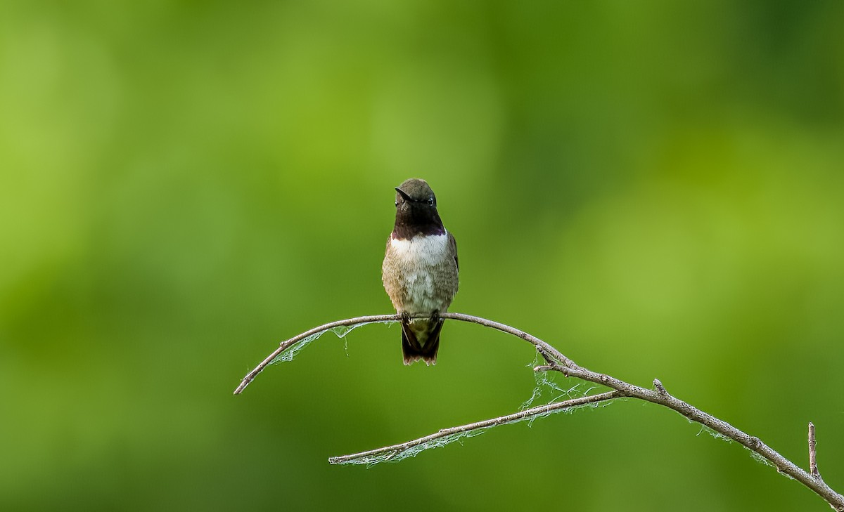 Black-chinned Hummingbird - ML619953101