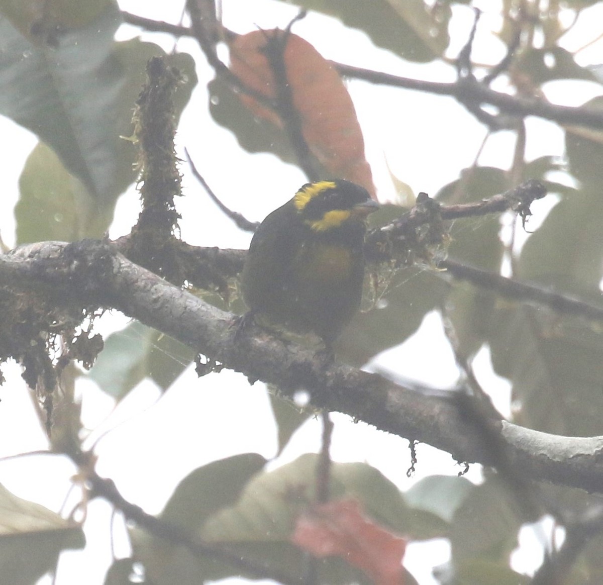 Gold-ringed Tanager - ML619953107