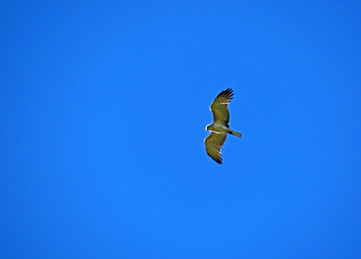 Short-toed Snake-Eagle - ML619953111