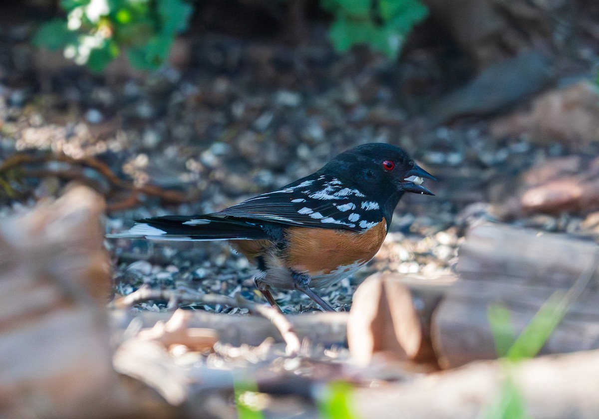 Spotted Towhee - ML619953115