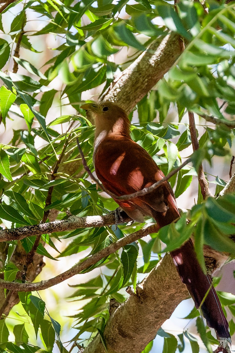 Squirrel Cuckoo - ML619953137