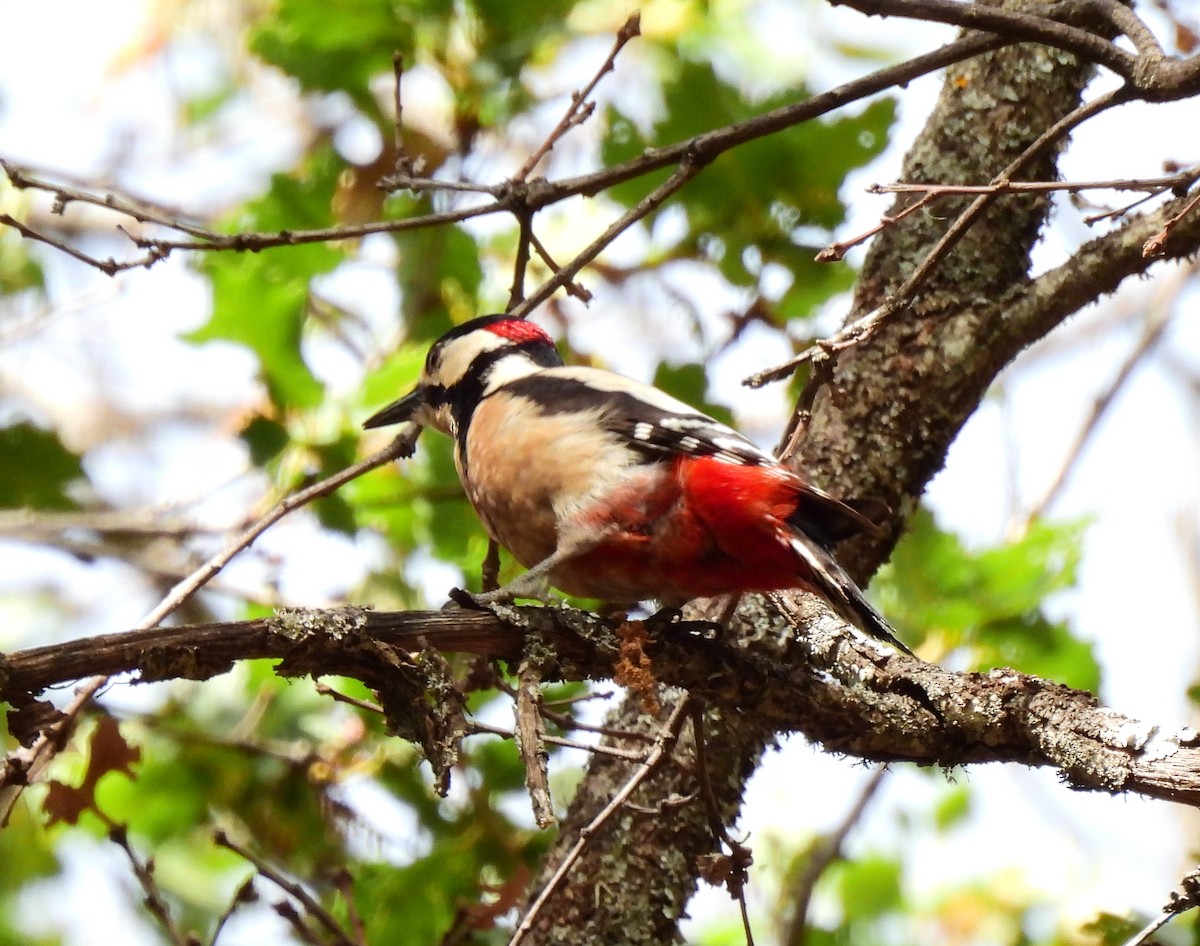 Great Spotted Woodpecker - ML619953151