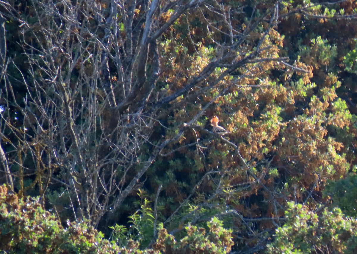 Eurasian Hoopoe - ML619953156