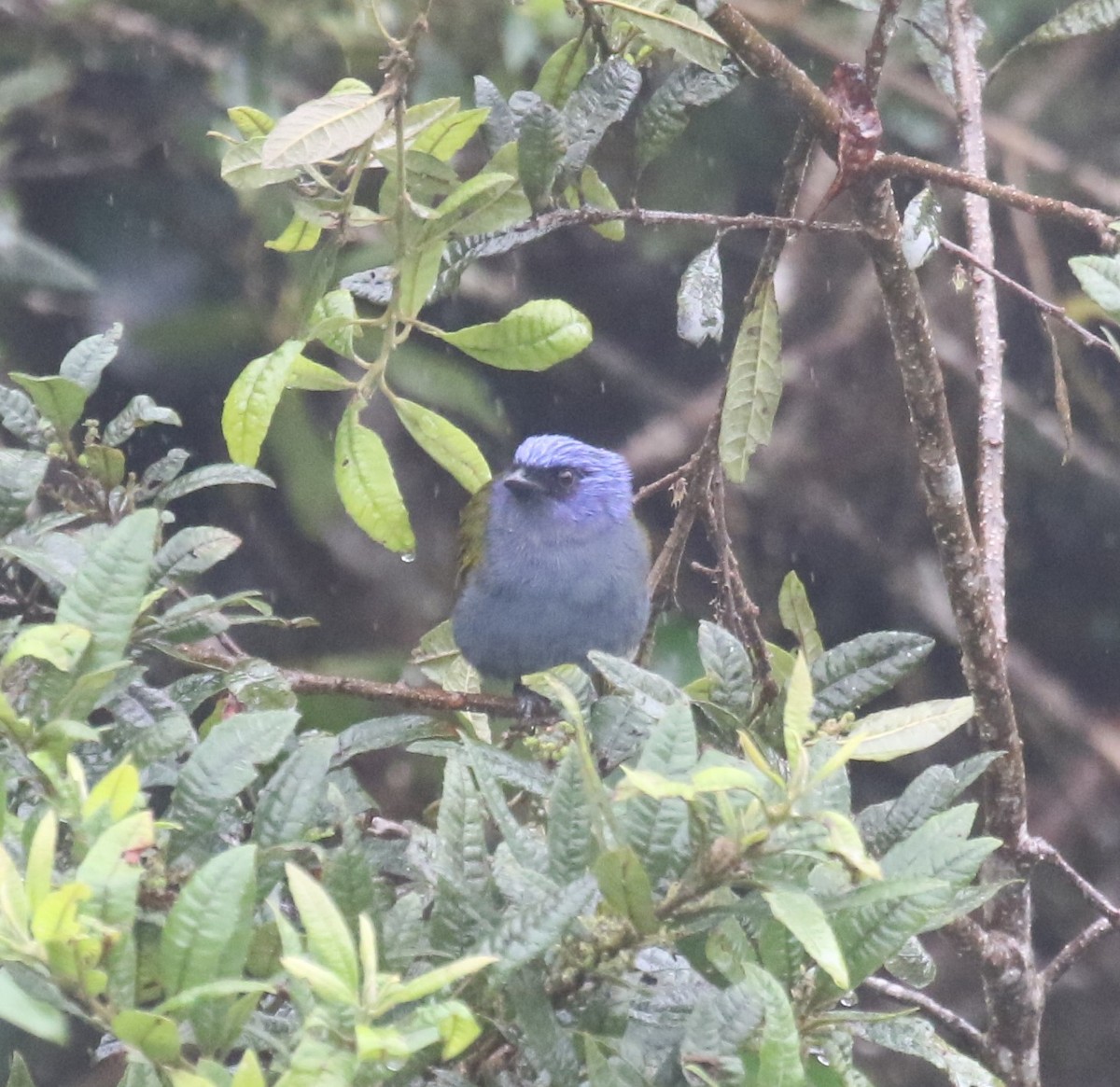 Blue-capped Tanager - ML619953200