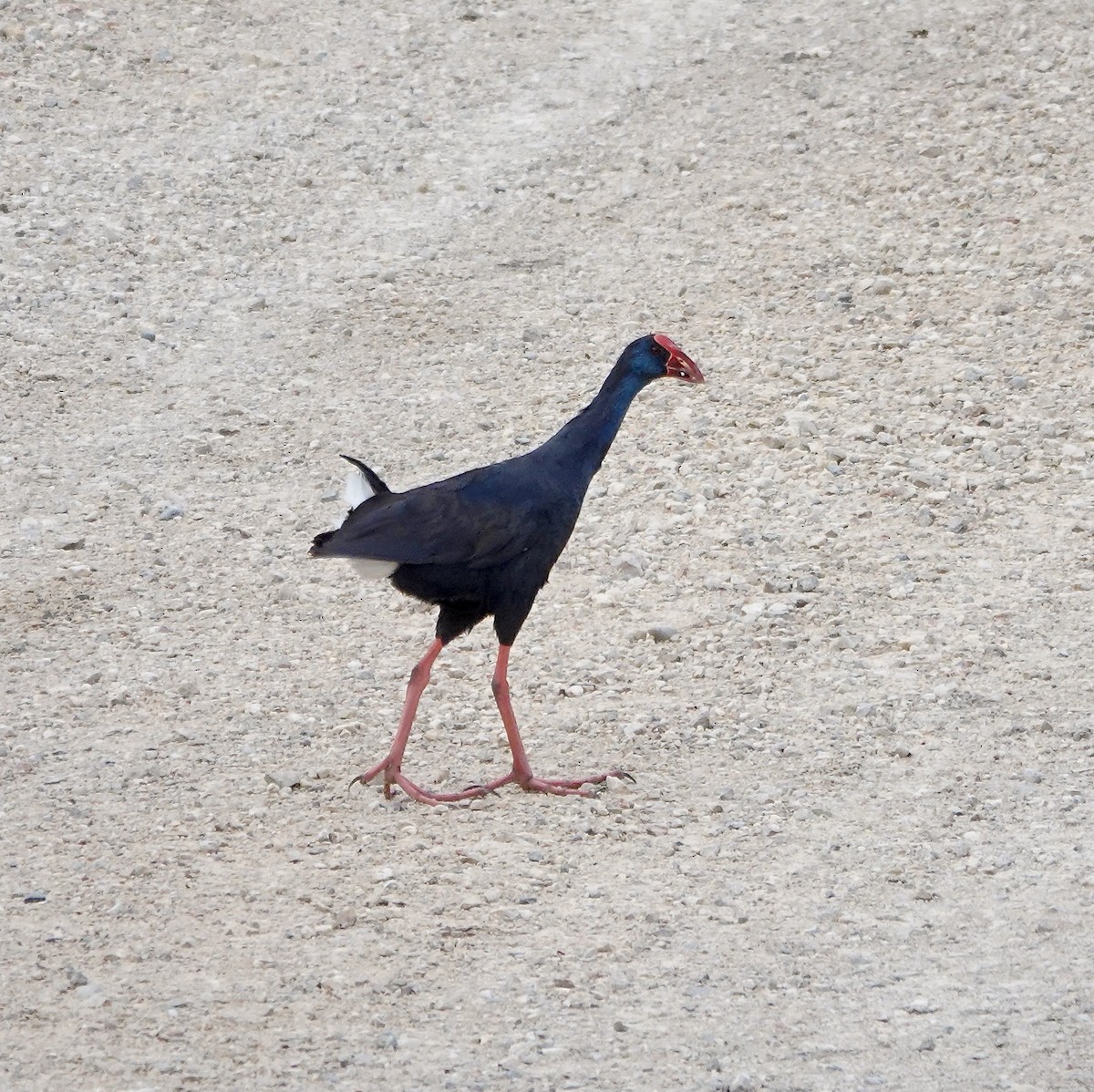 Western Swamphen - Mark Shorten