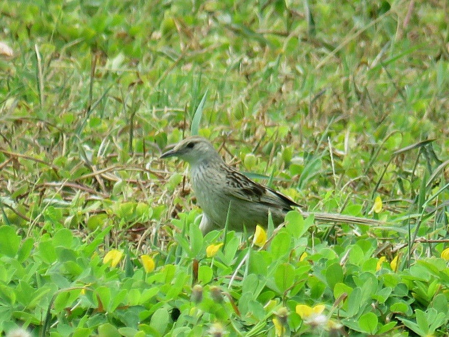 Striated Grassbird - ML619953220