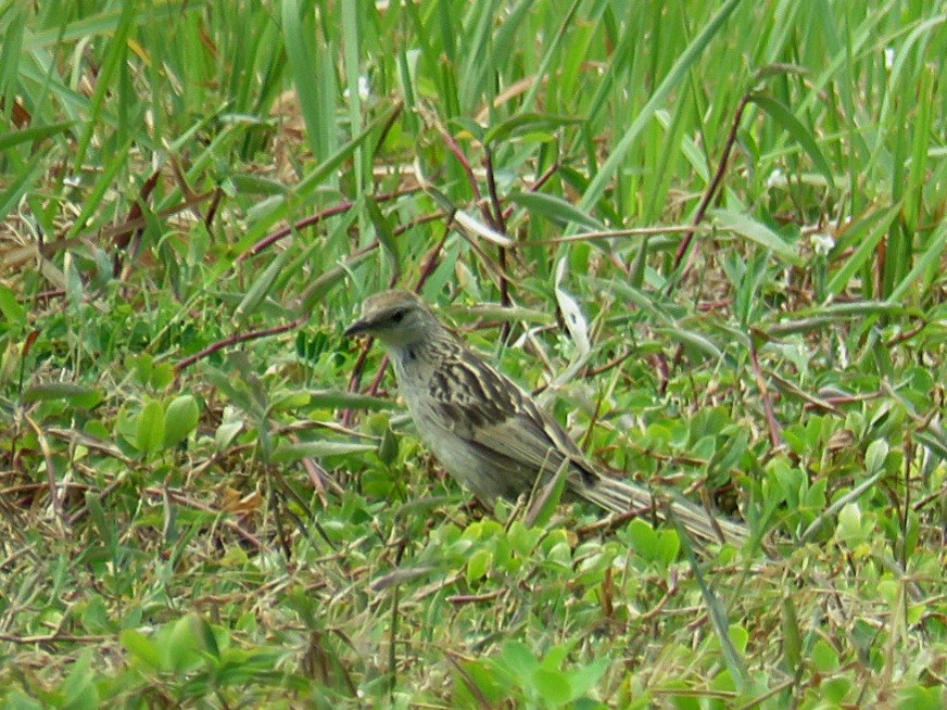 Striated Grassbird - ML619953221