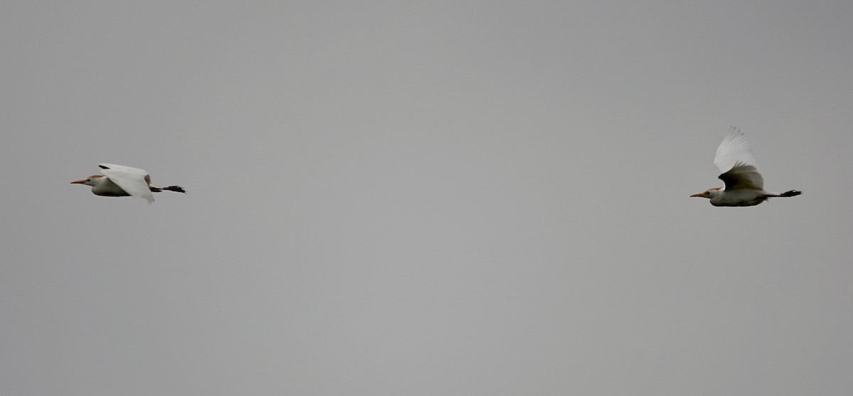אנפית בקר מערבית - ML619953230