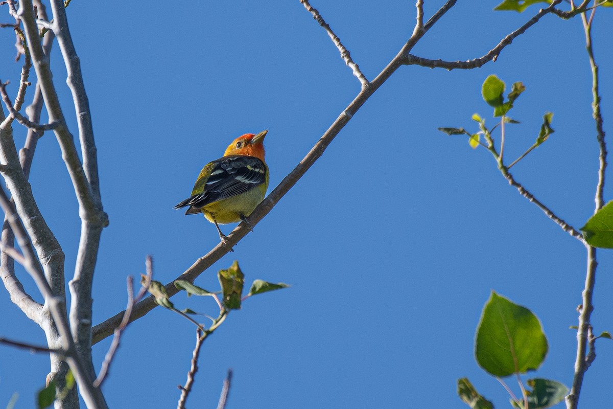 Western Tanager - ML619953243