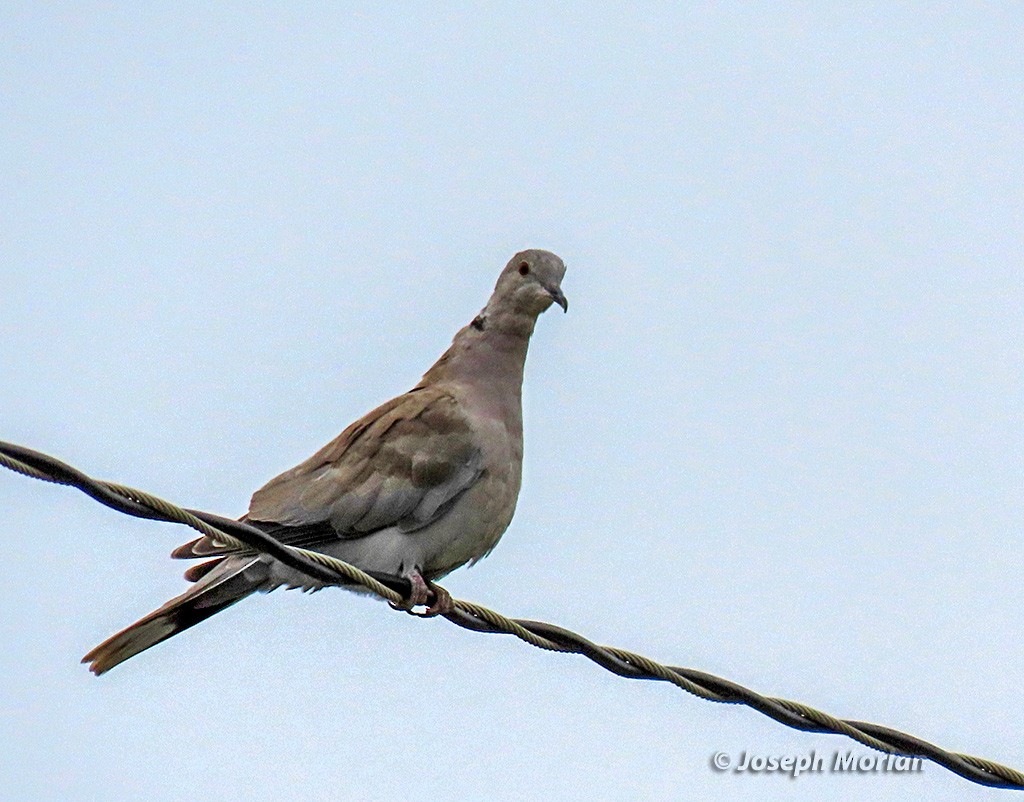 Eurasian Collared-Dove - ML619953246