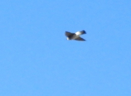 Chilean Swallow - ML619953259