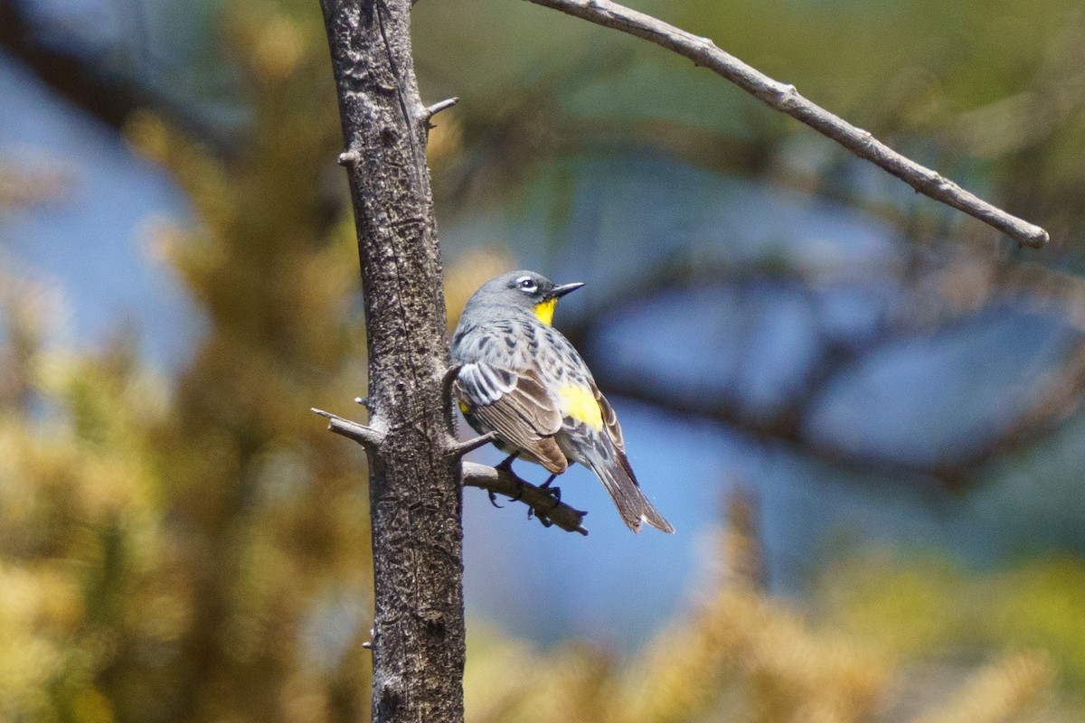 Yellow-rumped Warbler (Audubon's) - ML619953275