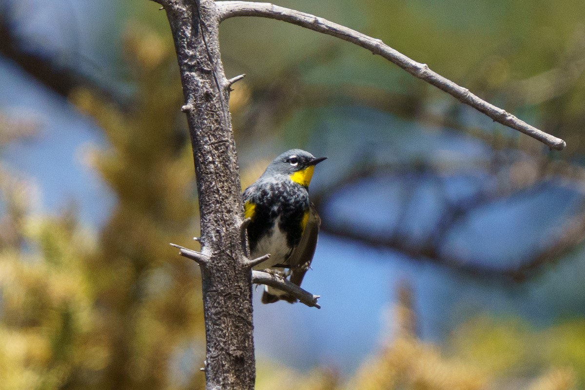 Yellow-rumped Warbler (Audubon's) - ML619953276