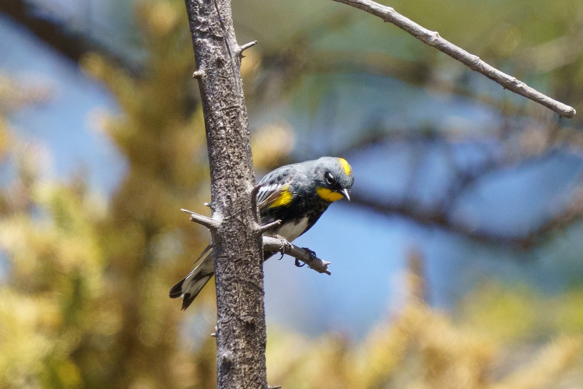 Yellow-rumped Warbler (Audubon's) - ML619953277