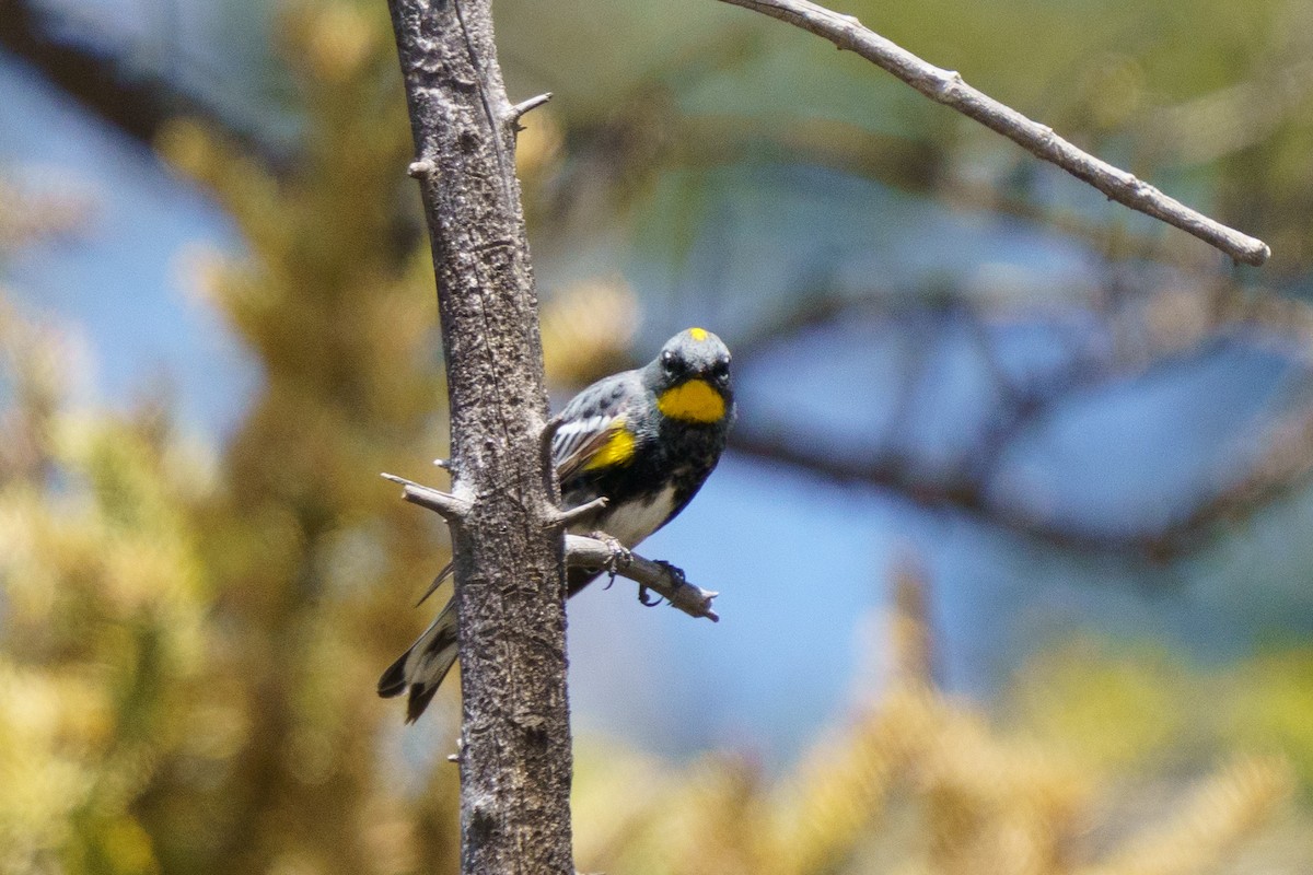 Yellow-rumped Warbler (Audubon's) - ML619953278