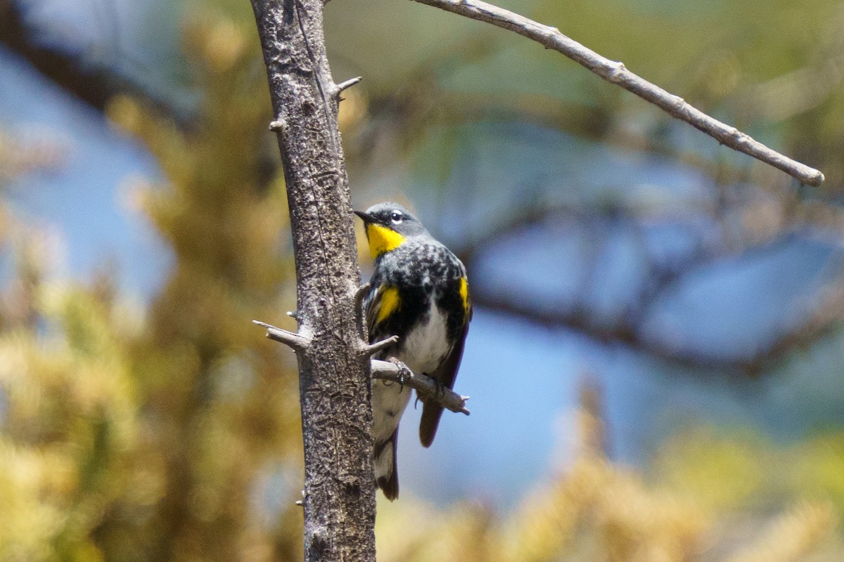 Yellow-rumped Warbler (Audubon's) - ML619953279