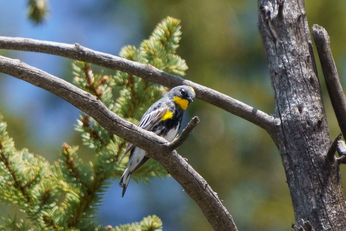 Yellow-rumped Warbler (Audubon's) - ML619953281