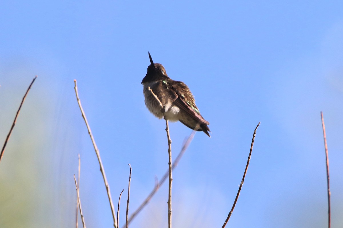 Black-chinned Hummingbird - ML619953284