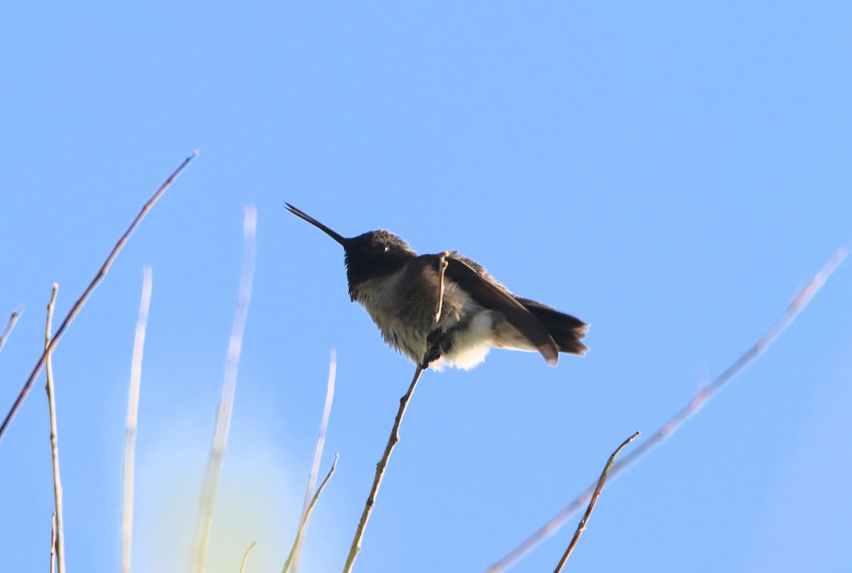 Black-chinned Hummingbird - ML619953285