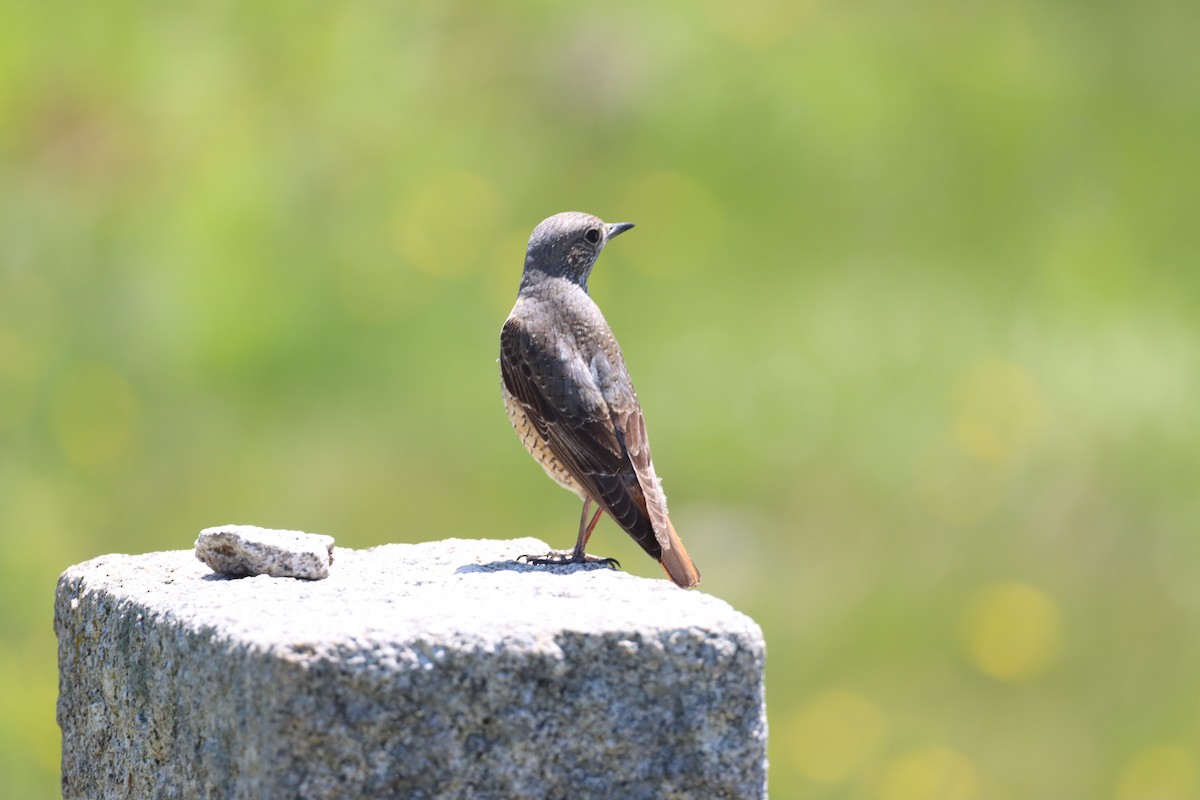 Rufous-tailed Rock-Thrush - ML619953292