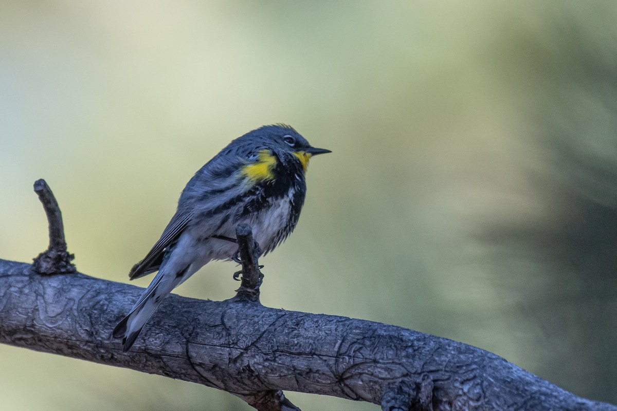 Yellow-rumped Warbler (Audubon's) - ML619953311