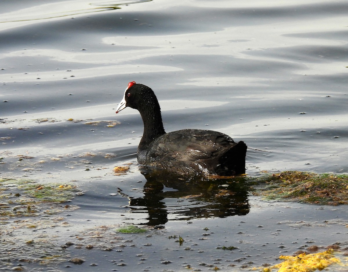 Red-knobbed Coot - ML619953327