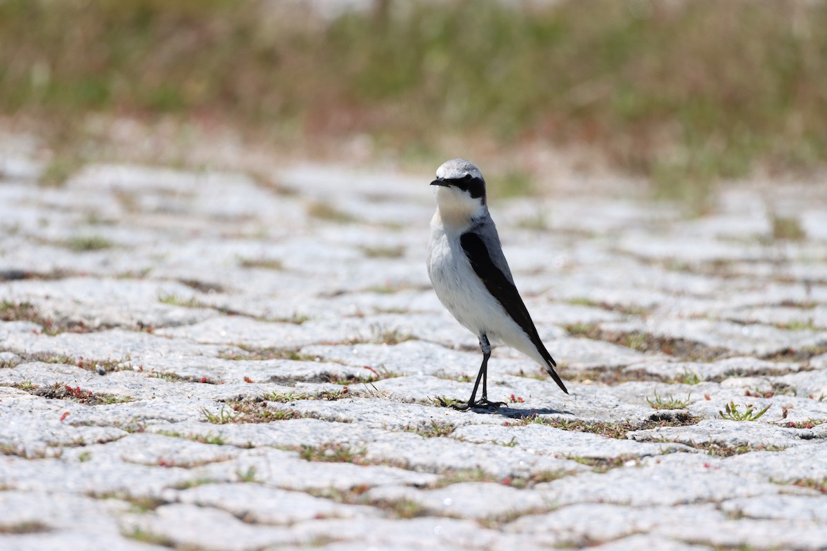 Northern Wheatear - ML619953349