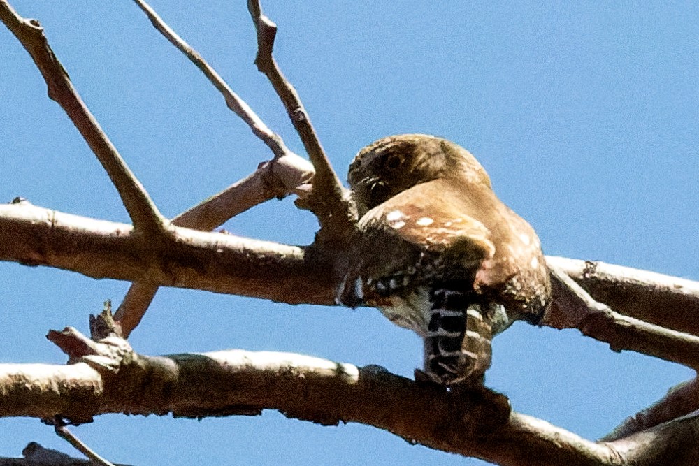 Ferruginous Pygmy-Owl - ML619953354