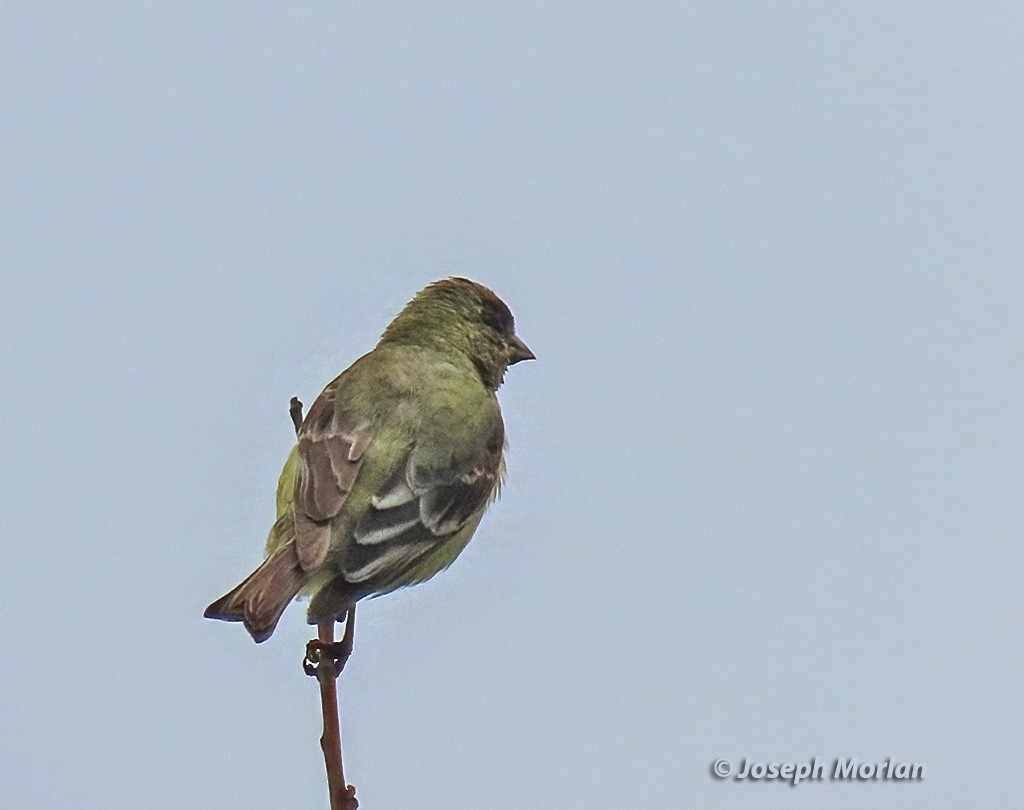 Lesser Goldfinch - ML619953355