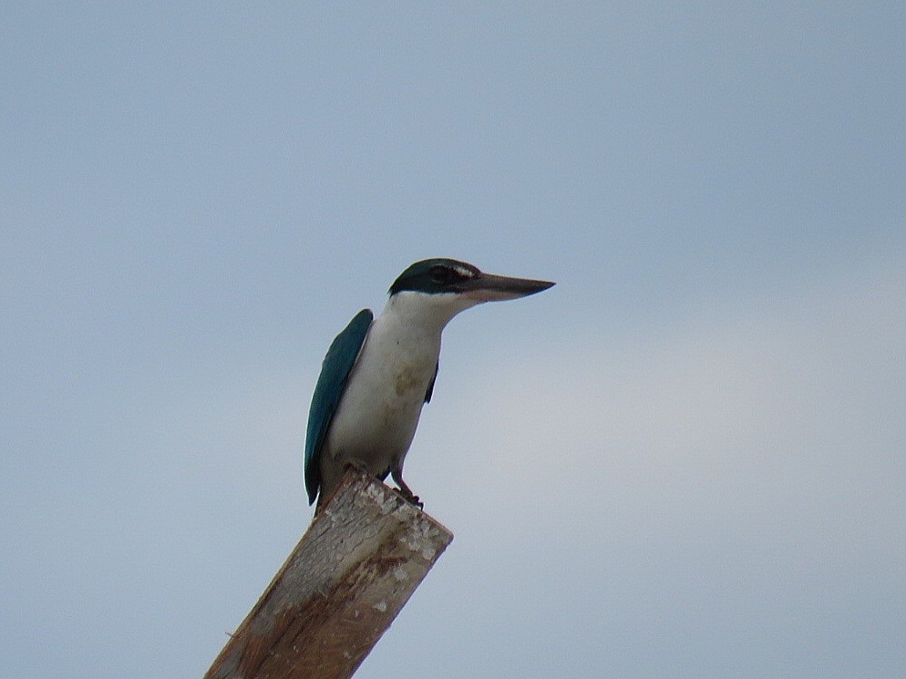 Collared Kingfisher - ML619953371