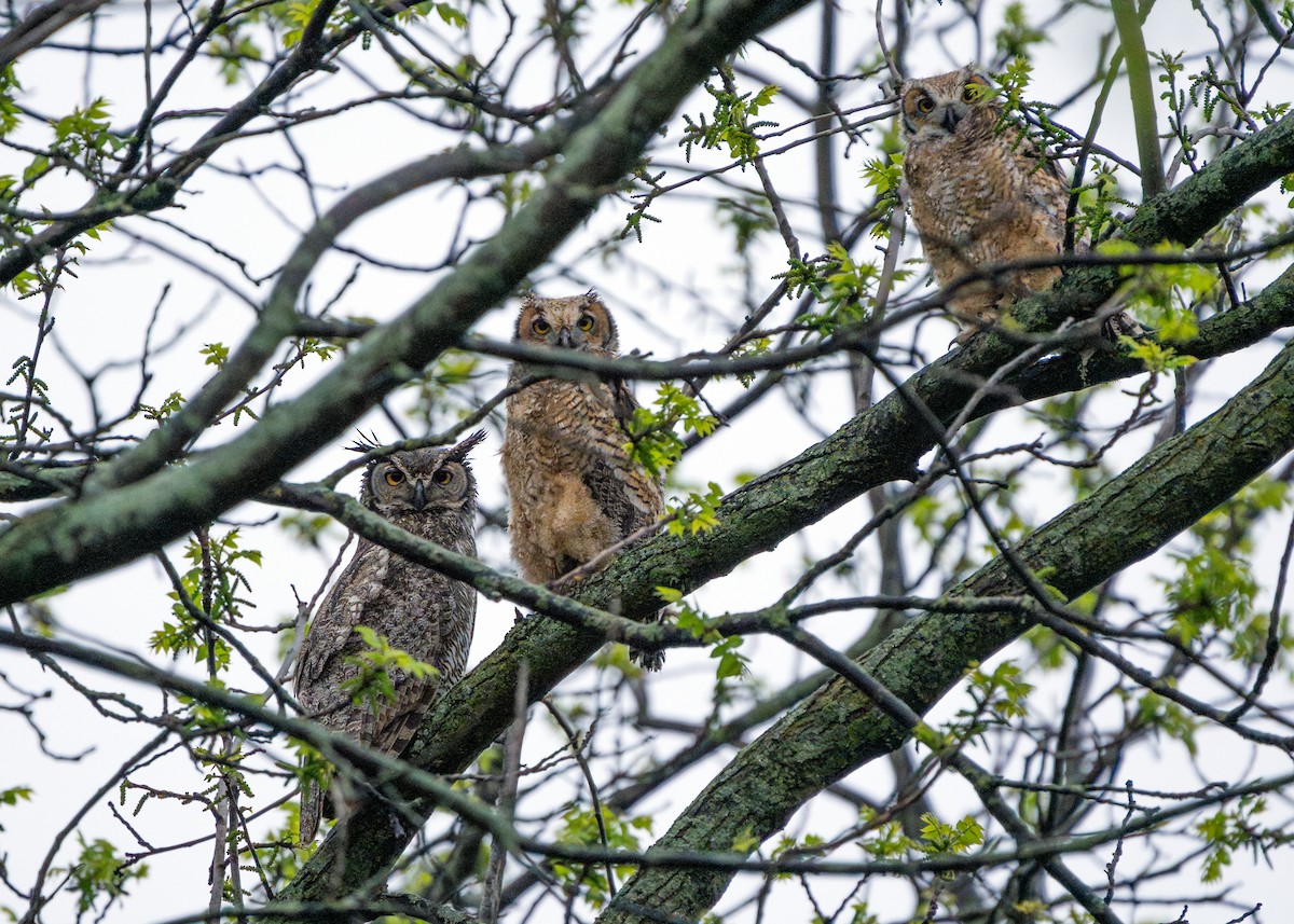 Great Horned Owl - ML619953380