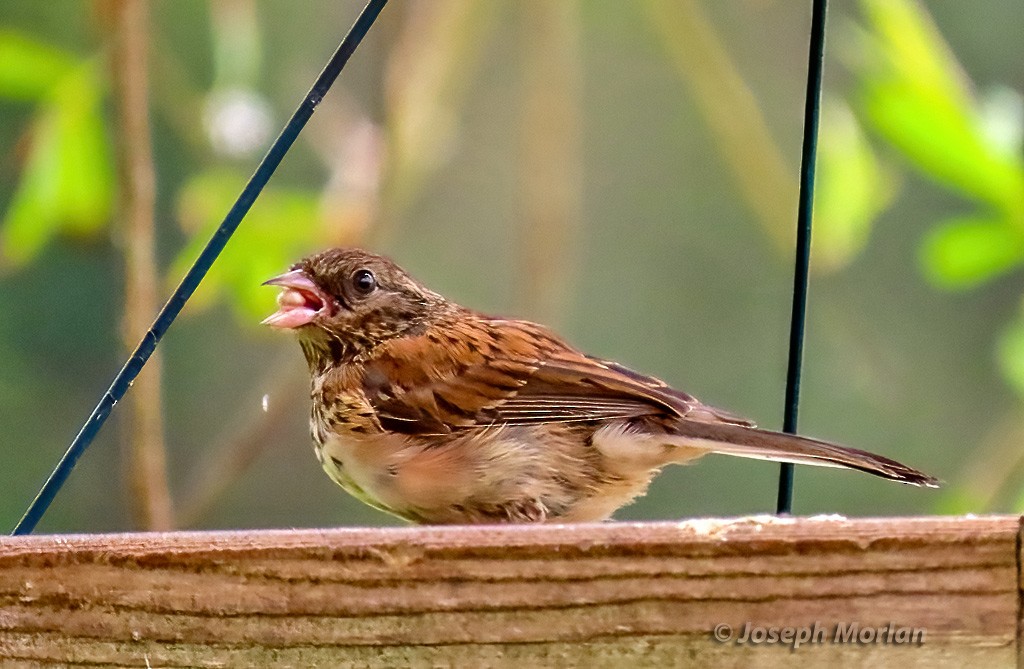 Junco Ojioscuro (grupo oreganus) - ML619953384