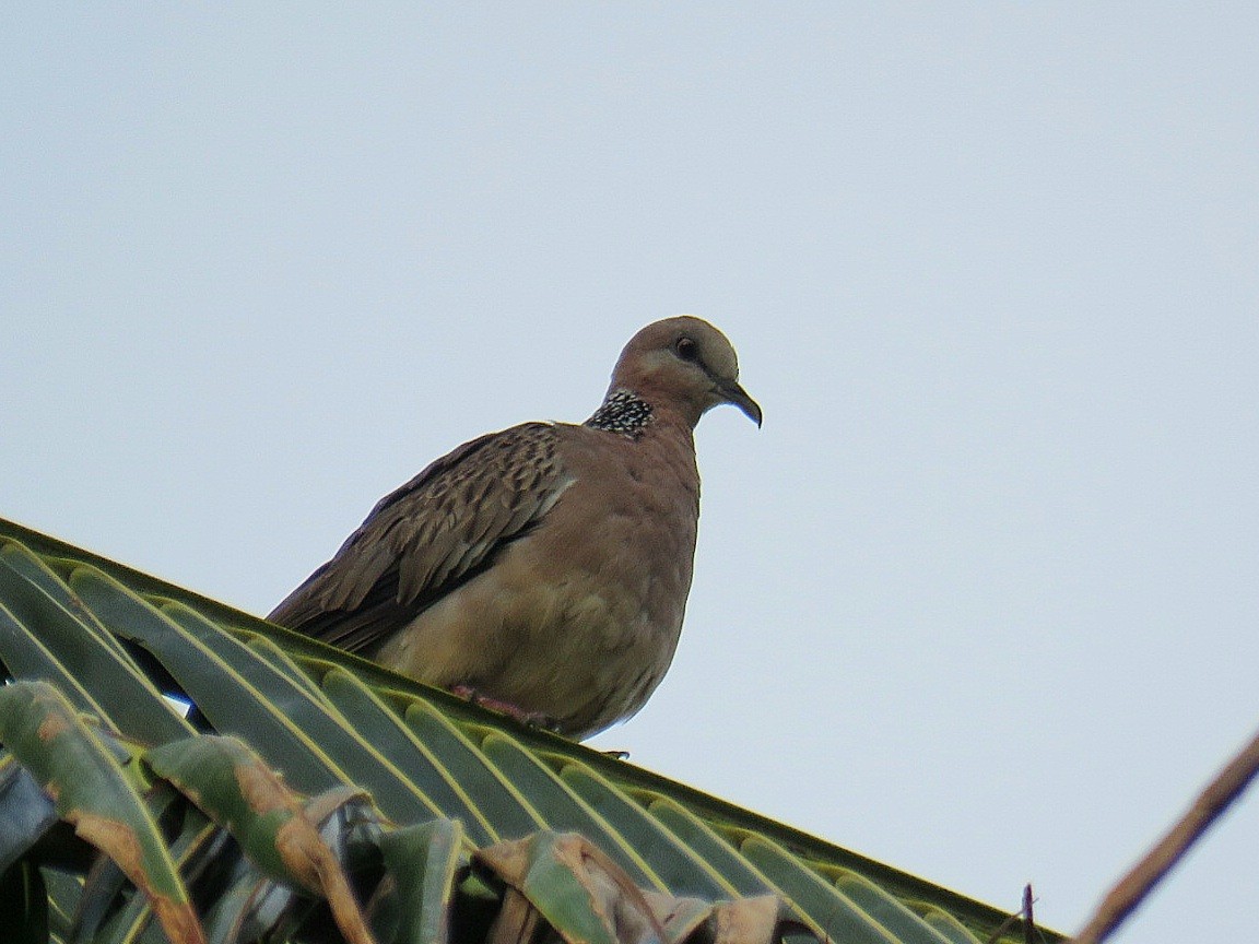 Spotted Dove (Eastern) - ML619953386