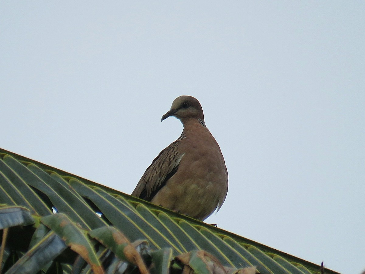 Spotted Dove (Eastern) - ML619953387