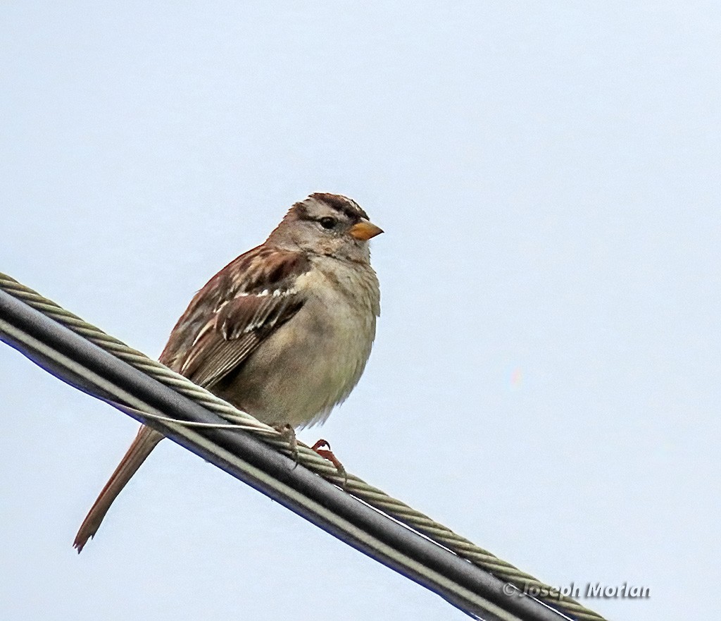 White-crowned Sparrow - ML619953388