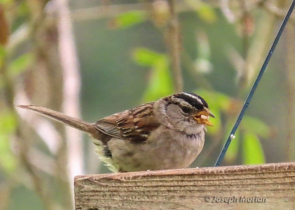 White-crowned Sparrow - ML619953389