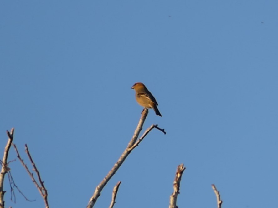 Pine Grosbeak - ML619953390