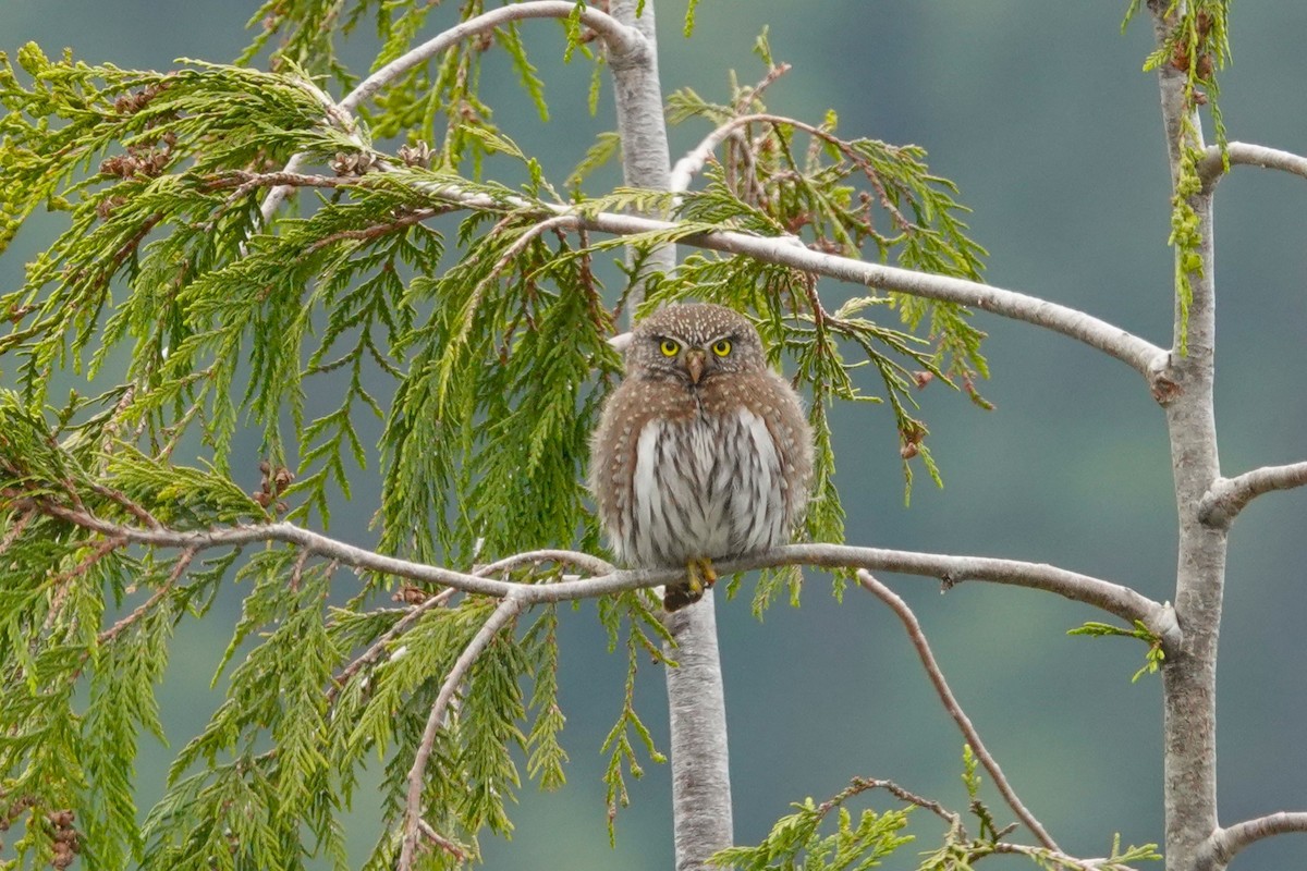 Northern Pygmy-Owl - ML619953409