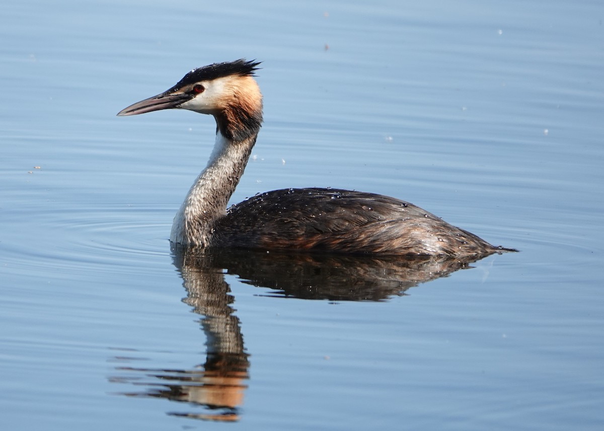 Great Crested Grebe - ML619953417