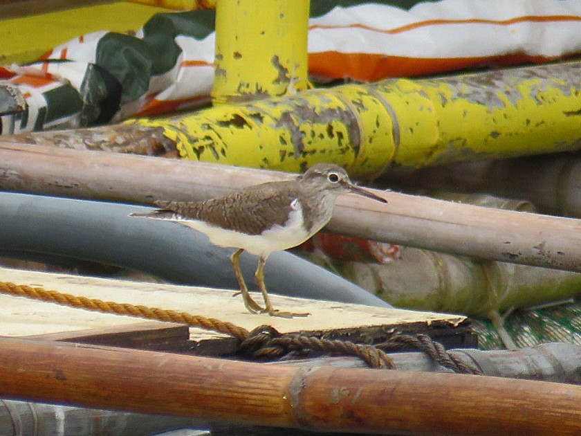 Common Sandpiper - ML619953419