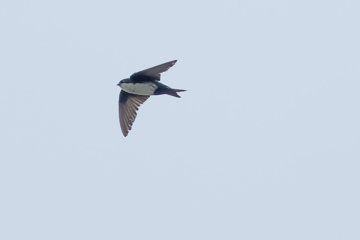 Blue-and-white Swallow - ML619953433