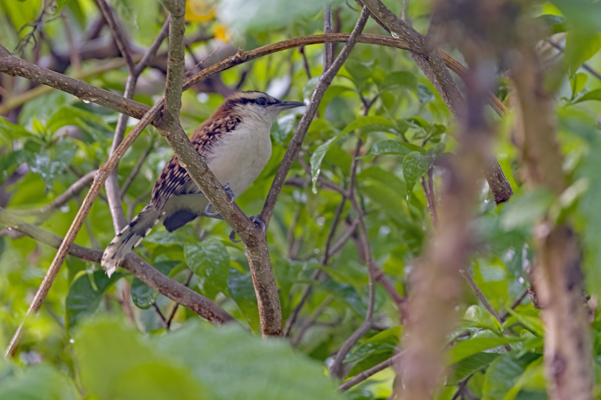 Rufous-naped Wren - ML619953442