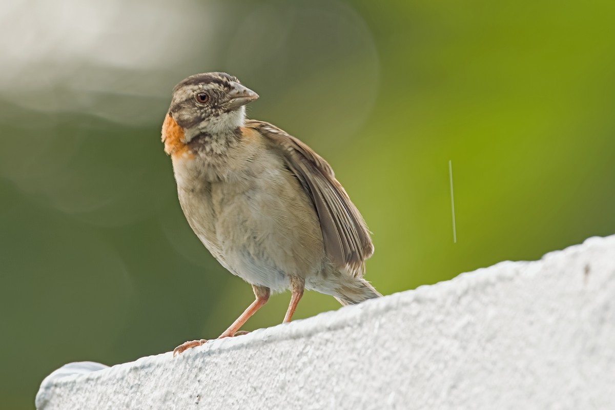 Rufous-collared Sparrow - ML619953444
