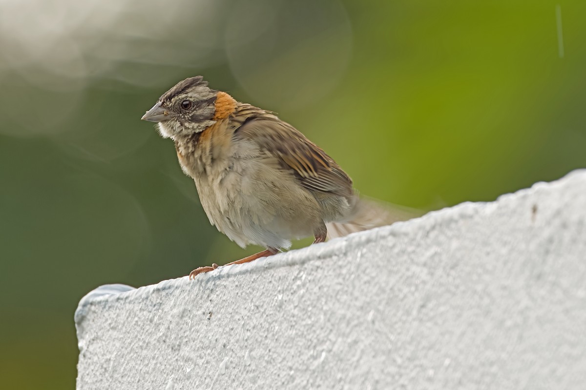 Rufous-collared Sparrow - ML619953446