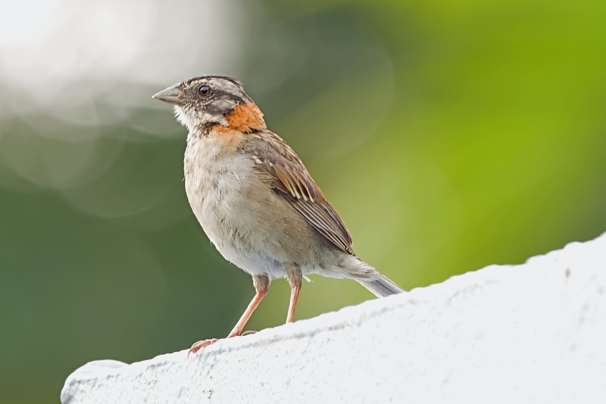 Rufous-collared Sparrow - Vic Hubbard