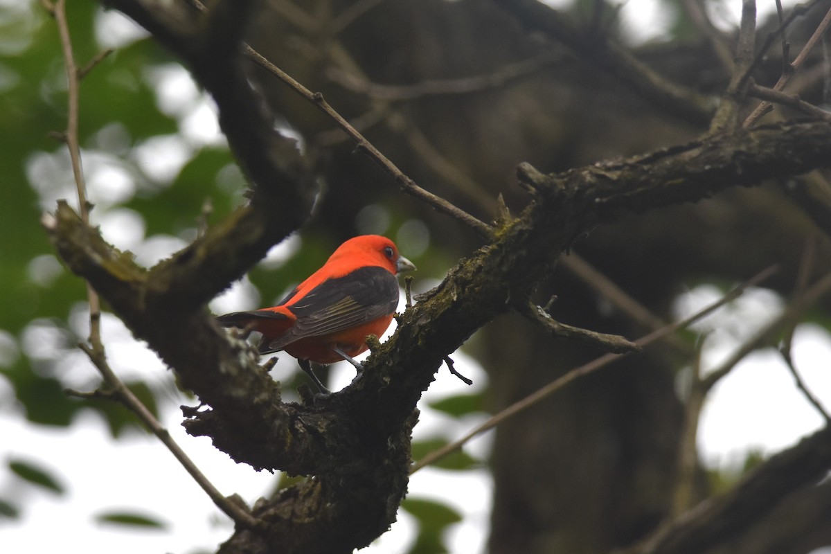Scarlet Tanager - ML619953449